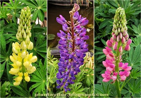 Plantas y flores: Lupinus polyphyllus