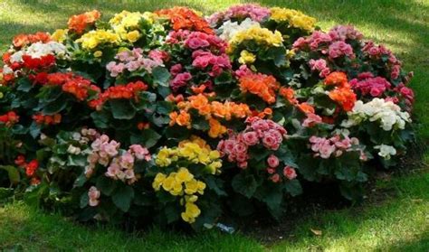 Plantas y flores perfectas para jardines de interior