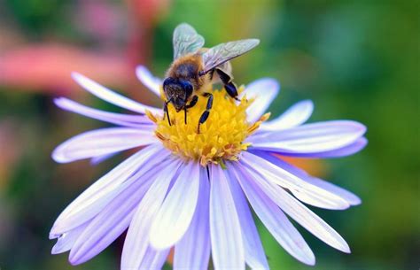 Plantas y flores que atraen abejas   ideales para tu jardín