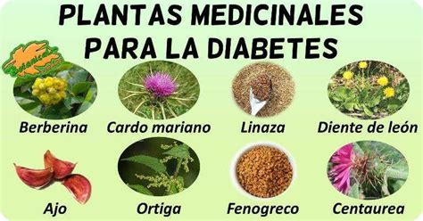 Plantas Y Frutas Para Curar La Diabetes   DiabetesWalls