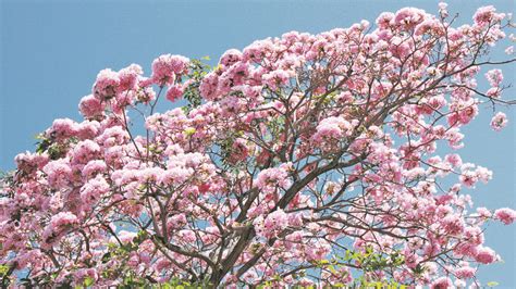 Plante árboles que suman a sus beneficios, la floración | elsalvador.com