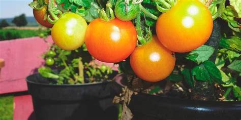 Plantea Blog   4 reglas para plantar tomates en Macetas | Tomates en ...