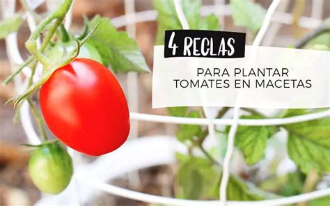 Plantea Blog   4 reglas para plantar tomates en Macetas | Tomates en ...