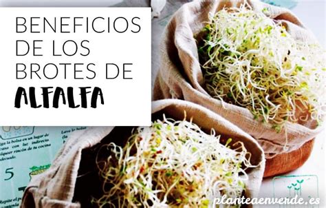 Plantea Blog   Beneficios de los brotes de alfalfa para la salud