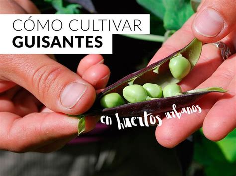 Plantea Blog   Cómo cultivar guisantes en huertos urbanos ...