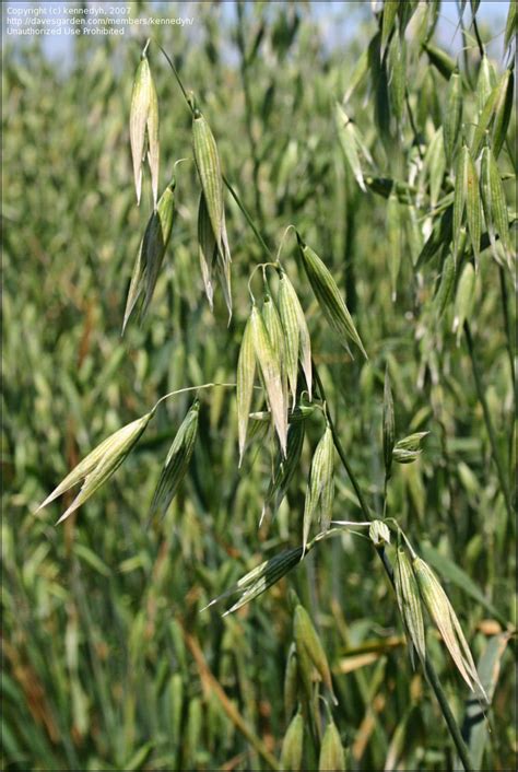 PlantFiles Pictures: Cat Grass, Common Oat, Wild Oat ...
