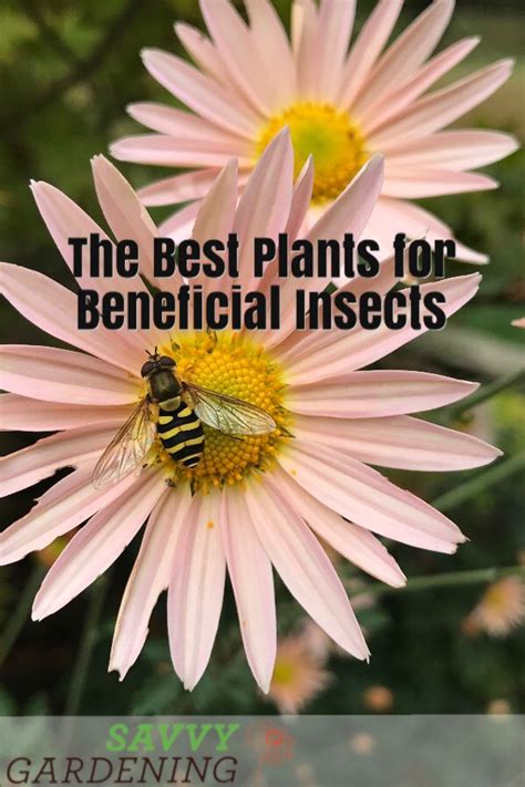 Plants for beneficial insects: The best ones to include in ...