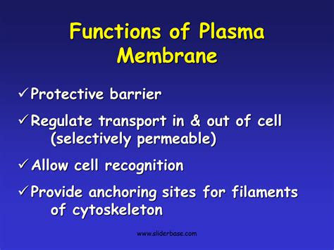 PLASMA MEMBRANE FUNCTION PDF