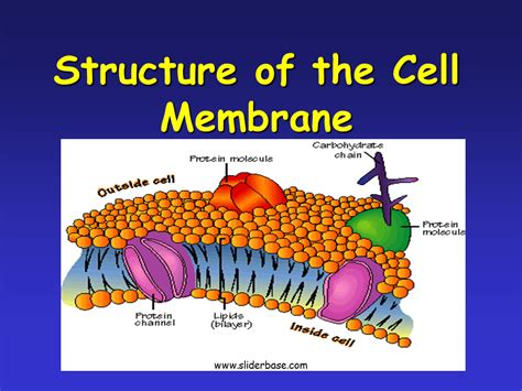 Plasma Membrane Gateway to the Cell   Presentation Biology
