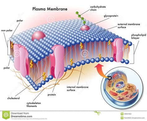 Plasma membrane stock vector. Illustration of molecules ...