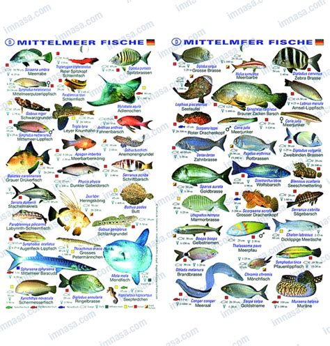 PLASTIC SHEET MEDITERRANEAN FISHES CATAL | CARTOGRAPHY ...