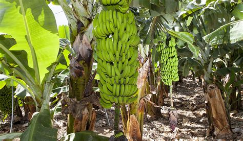 Plátano de Canarias inicia las exportaciones a Marruecos