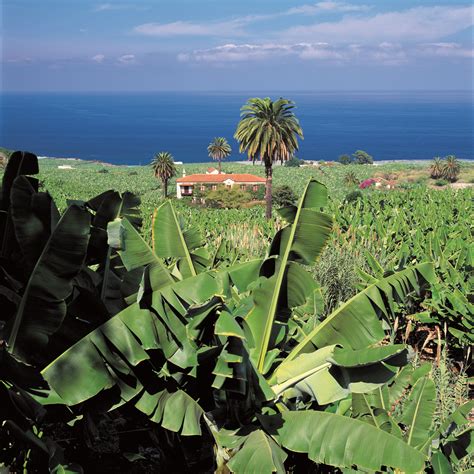 Plátano de Canarias | Isla de Tenerife Vívela