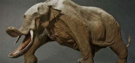 Platybelodon | 10 Curiosidades del elefante extinto que abría su trompa