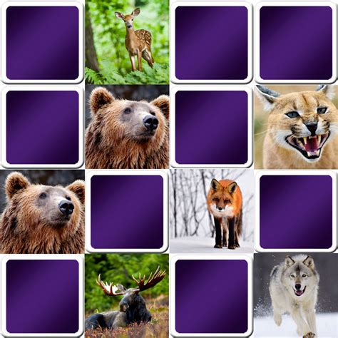 Play memory game   Wild animals   Online and free game!!!