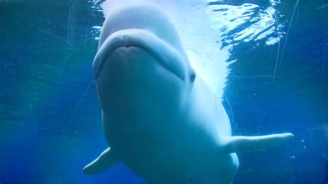 Playful Beluga Whale Makes a Splash on YouTube   NBC News