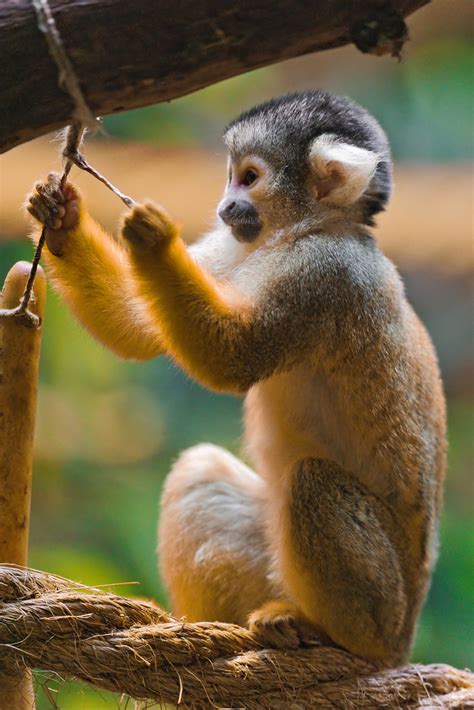 Playing squirrel monkey | One of the squirrel monkeys of ...