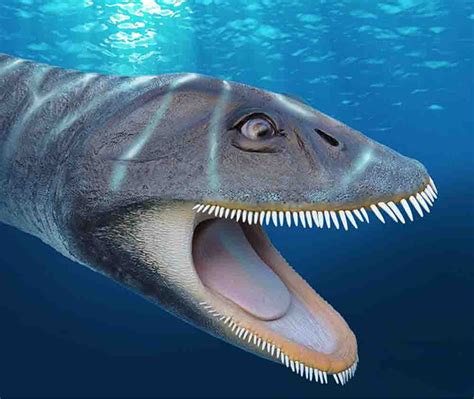 Plesiosaur fossil found 33 years ago yields new convergent evolution ...