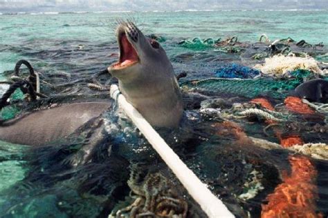 Pobre fauna marina, sufre enormemente por la irresponsable ...