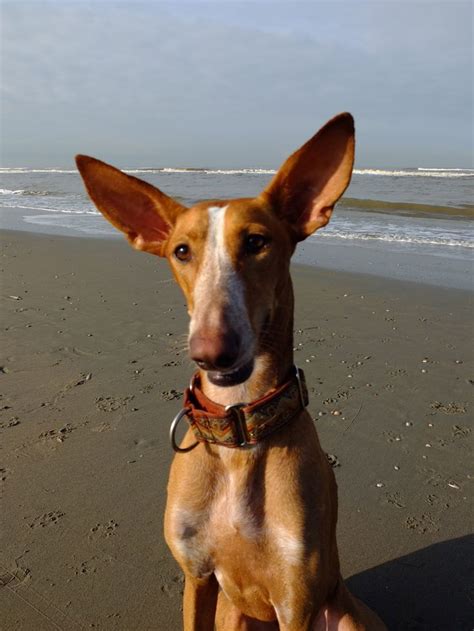 Podenco Canario! | dogs | Dogs, Dog breeds, Pharaoh hound