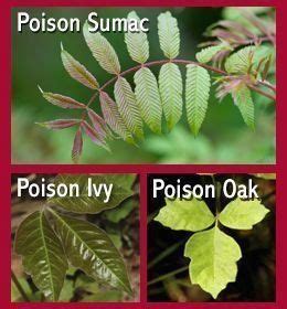 Poison ivy leaf #poison & giftefeublatt & & hoja de hiedra ...