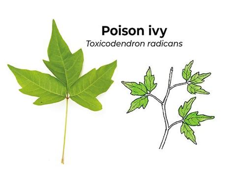 Poison ivy plant #poison #plant _ poison ivy pflanze ...