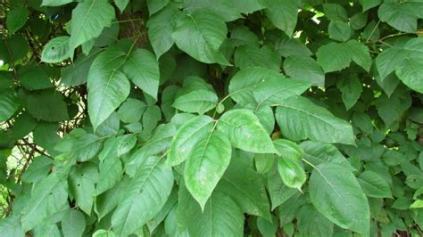 Poison Ivy Rash: How to Avoid it For Good | Angie s List