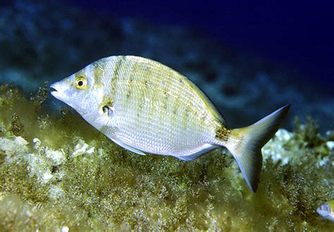 Poisson Diplodus puntazzo | VetoFish