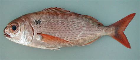 Poisson Pagellus bogaraveo | VetoFish