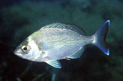 Poisson Spondyliosoma cantharus | VetoFish