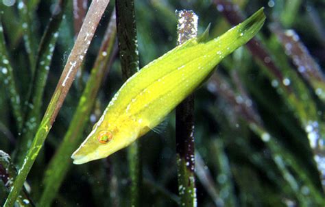 Poisson Symphodus rostratus | VetoFish