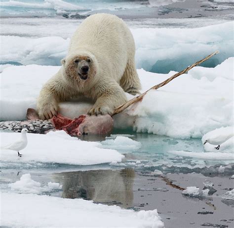 Polar Bear Eating Narwhal | Polar Bear at the carcass of a ...