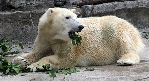 Polar Bear Eating | Polar Bear Eating | William Wilson ...