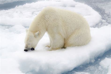polar bear eating snow | Polar bear, Pictures of polar ...