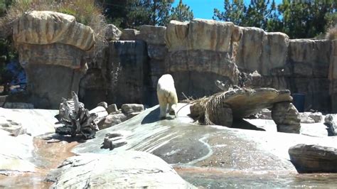 Polar Bear Exhibit at the San Diego Zoo   YouTube