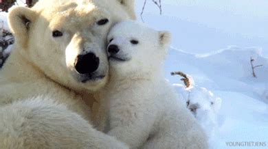 Polar Bear Love GIF   Find & Share on GIPHY