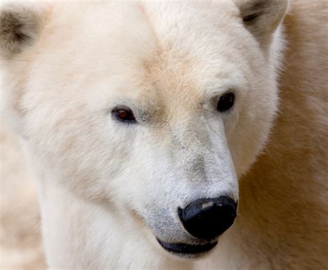 Polar bear | San Diego Zoo Kids