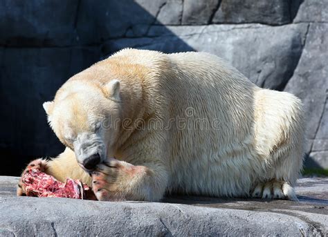 Polar Bear Stock Photo   Image: 49971540