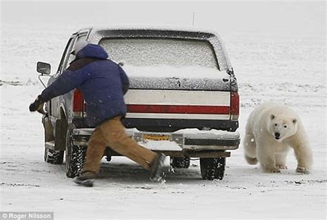 Polar Bear Tries to Eat Man, Man Hides in Truck Page1 ...