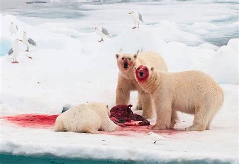 Polar Bears Are Resorting To Cannibalism Due To Climate Change