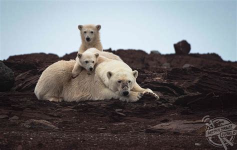 Polar Bears Captured Eating Plastic In Heartbreaking ...