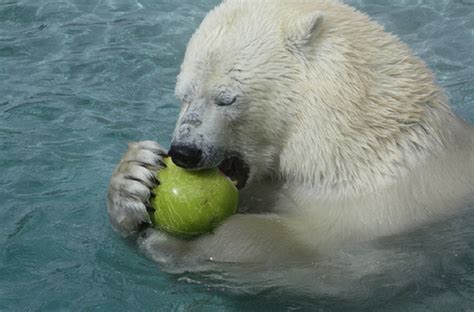 Polar Bears Eating Watermelons  15 Pictures