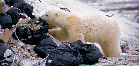 Polar Bears’ Plastic Diets Are a Growing Problem | Hakai ...