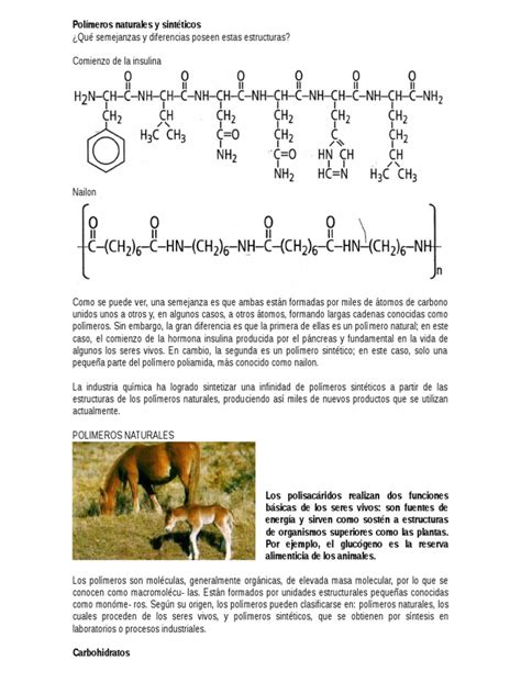 Polímeros Naturales y Sintéticos | PDF | Lípido | Péptido