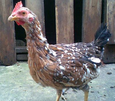 Pollas descendientes de gallos jabaos de nuestro criadero