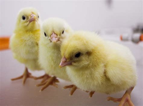 Pollitos recién nacidos en una granja avícola de Burgos. Reuters ...