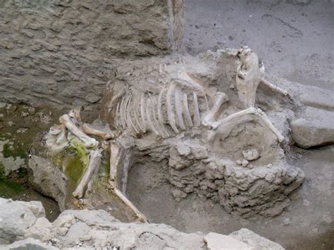 *POMPEII, ITALY ~ Skeleton of a mule from the House of the ...