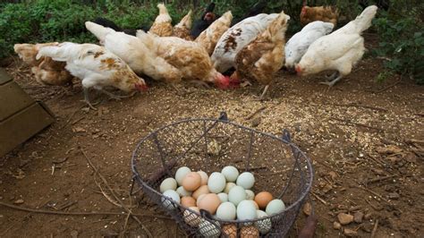Ponederos para gallinas: Aspectos fundamentales