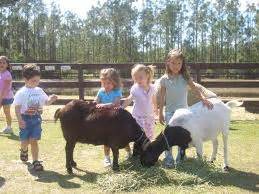 Pony rides and petting zoo rentals for children s birthday ...