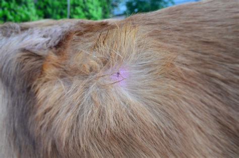 Popping Sebaceous Cyst On Dog   Subarubaruk